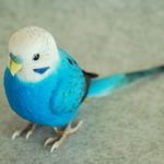 ペア用　オス　オパーリン青色　1703221　セキセイインコ