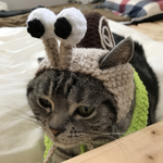 再販！猫用 ケープ 帽子セット かたつむり