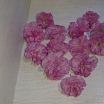 ドライフラワー 八重桜 容器