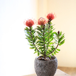 ピンクッションのセメントポット植え