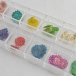 アクセサリーパーツ スターフラワー ドライフラワー　押し花　各5枚 12色セット　レジン　ネイル ケース入り [4582434321594]