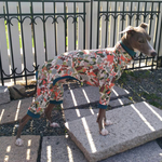 玩具箱から飛び出したスムースニット Mサイズ