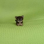 ちびちびチワワ チョコレートタン パピー 羊毛フェルト