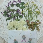 押し花素材(エンジェルさんの素材)   