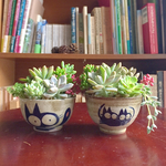 黒猫の多肉寄せ植え