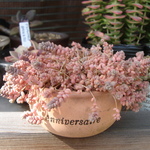 多肉植物　根付　ブレビフォリウム紅葉
