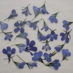 涼しげなお花　２色のロベリア　２０輪。。。押花素材