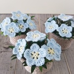 私のお庭のお花：ネモフィラ