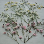 ３色のかすみ草　２０本。。。押花素材