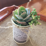 多肉植物  リメイク缶 寄せ植え 白鳳他