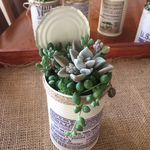 多肉植物 リメイク缶 寄せ植え 淡雪など
