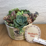 多肉植物 寄せ植え 母の日のプレゼントにも♪
