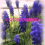 ☆052920様専用☆