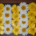 押し花商品【ノースポール・キンポウゲ】