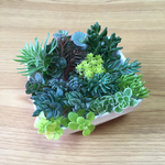 ☆選べるセダム ☆寄せ植え☆多肉植物