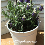 母の日 スペシャルプライス♪♪