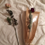 バラ 一輪のドライフラワー