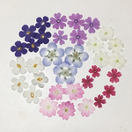 天然押し花素材  132
