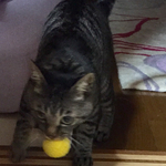 kuuhサマ 専用ページ