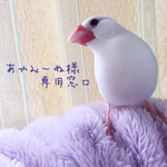 あやみーぬ様専用窓口
