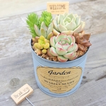 新作♪多肉植物の寄せ植えピック付　ナチュラルリメイク缶に《ブルー》