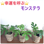 幸運を呼ぶ⭐︎モンステラ 風水 観葉植物 苗 鉢花 姫モンステラ ハワイシンボル