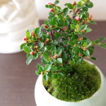 紅シタンの盆栽【陶芸家作盆栽鉢】