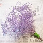 かすみ草 つぼみ ２g エンジェルパープル プリザーブドフラワー