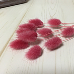 花材 ハニーテール フランボワーズ10本