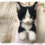 くつしたにゃんこ☆彡ハチワレ和猫
