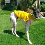 ビタミンバナナのタンクトップ  イタグレ服