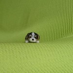 ぺたん ビーグル パピー羊毛フェルト