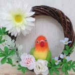ヤマブキボタンインコ