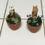 多肉とアカツメクサと猫