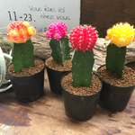緋牡丹４個セット♡彩り♡サボテン♡育児書付き♡多肉植物♡インテリア