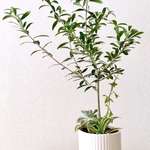 オリーブ　【エルグレコ】寄植え