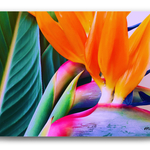 bird of paradise 【A4写真】アート/ポスター/南国/海を感じるインテリア/西海岸/ハワイアン/カリフォルニアスタイル