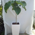 送料無料 陶器鉢ウンベラータ 観葉植物