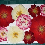 押し花商品【バラ　いろいろ】