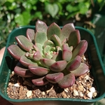 【送料込】バッシュフル★グラプトベリア★多肉★多肉植物★
