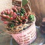 オリジナルピック付‼️お皿付き容器の多肉寄せ植え
