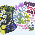 【ワンコイン】押し花カラフルセット   花彩Ⅱ
