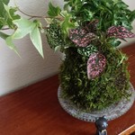 初夏を感じるクールな苔玉