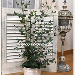 大きめ☆ユーカリグニーブリキ入り☆ 限定1個