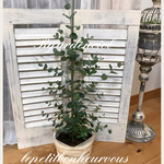 人気♪のユーカリグニー大きめ♪