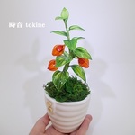 ほおずきのミニ盆栽風ポット