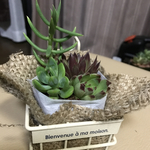 多肉寄せ植え麻袋アレンジ