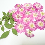 ミニ薔薇の 押し花バージョン 20ヶ