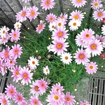 ✿　 ohagi1223 様 　オーダー品　✿