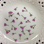 ボロニアピナータ蕾(押し花)